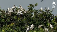 বাড়ছে পরিযায়ী পাখির সংখ্যা, খুশির হাওয়া এশিয়া মহাদেশের দ্বিতীয় বৃহত্তম পক্ষীনিবাসে