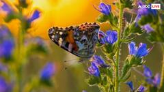 तितलियों के पंखों में क्यों दिखते हैं इतने रंग? जान लीजिए आज