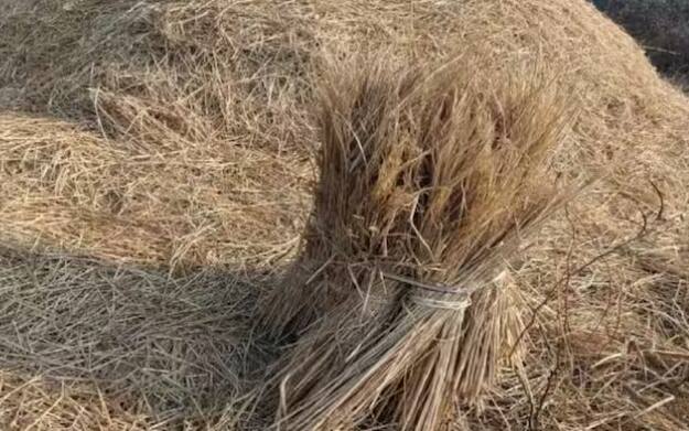 ਜੇਕਰ ਕਿਸਾਨ ਜੁਰਮਾਨੇ ਤੋਂ ਬਚਣਾ ਚਾਹੁੰਦੇ ਹਨ। ਇਸ ਲਈ ਪਰਾਲੀ ਸਾੜਨ ਦੀ ਬਜਾਏ ਉਹ ਹੋਰ ਤਕਨੀਕਾਂ ਦੀ ਵਰਤੋਂ ਕਰ ਸਕਦੇ ਹਨ। ਜਿਸ ਵਿੱਚ ਇਨ-ਸੀਟੀ ਅਤੇ ਐਕਸ ਸੀਟੂ ਵਰਗੀਆਂ ਤਕਨੀਕਾਂ ਸ਼ਾਮਲ ਹਨ। ਇਨ੍ਹਾਂ ਦੀ ਵਰਤੋਂ ਪਰਾਲੀ ਨੂੰ ਸਾੜਨ ਨਾਲੋਂ ਕਿਤੇ ਜ਼ਿਆਦਾ ਪ੍ਰਭਾਵਸ਼ਾਲੀ ਹਨ।