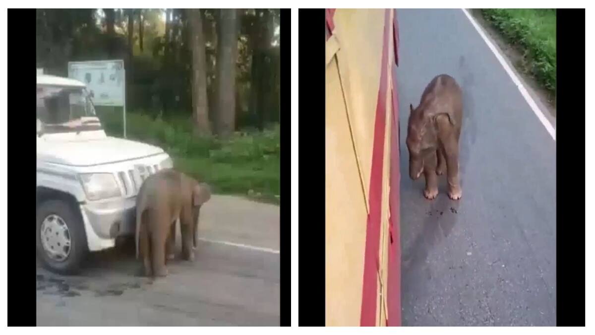 Watch Video: பாவம்! தாயைப் பிரிந்த தவிப்பு! வாகனங்களை வழிமறித்த குட்டியானை - பாருங்க