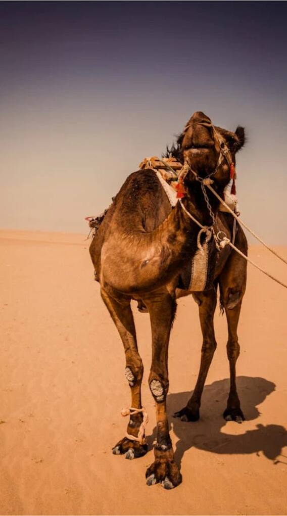 ऊंट कितने दिन तक बिना पानी पिए रह सकता है