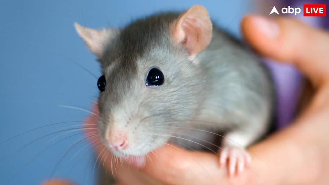 Why is any experiment done on rats before doing it on humans कोई भी एक्सपेरिमेंट इंसानों पर करने से पहले चूहों पर क्यों किया जाता है, क्या है इसके पीछे का विज्ञान