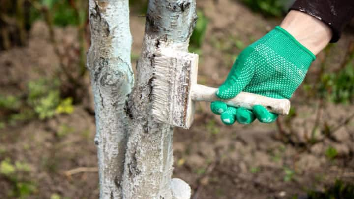 Many types of diseases spread through the bark of trees. The white layer acts as a barrier and prevents the spread of diseases. Also, in summer, the strong rays of the sun can burn the bark of trees. White color reflects sunlight due to which the bark of the tree remains protected from the sun's heat.