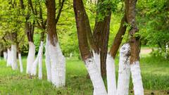 Trees GK: સફેદ ચૂનાથી કેમ રંગવામાં આવે છે ઝાડ ? જાણી લો આજે
