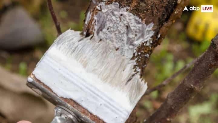 The white layer prevents the growth of fungus. The fungus is harmful to trees and can damage the trees and the white layer protects the tree bark from mechanical damage. Such as damage caused by scratching by animals or due to other reasons.