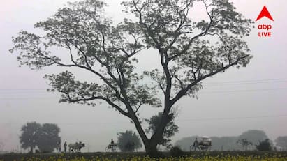 Weather Forecast: আজ রবিবার জগদ্ধাত্রী পুজোর নবমীতে উপকূলবর্তী ৩ জেলা ও উত্তরবঙ্গের দু’-একটি পার্বত্য় জেলায় হালকা বৃষ্টির সম্ভাবনা রয়েছে।