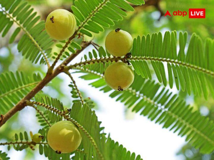 कार्तिक शुक्ल की नवमी तिथि को आंवला या अक्षय नवमी मनाई जाती है, जोकि इस साल आज 10 नवंबर 2024 को है. इस दिन व्रत, पूजा, दान आदि का विशेष महत्व है. नाम के अनुसार ही इस दिन आंवला वृक्ष की पूजा भी की जाती है.