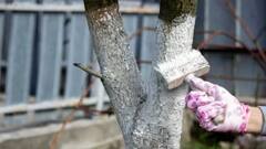 Trees GK: સફેદ ચૂનાથી કેમ રંગવામાં આવે છે ઝાડ ? જાણી લો આજે