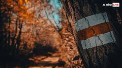 सफेद चूने से क्यों रंगे जाते हैं पेड़? जान लीजिए आज