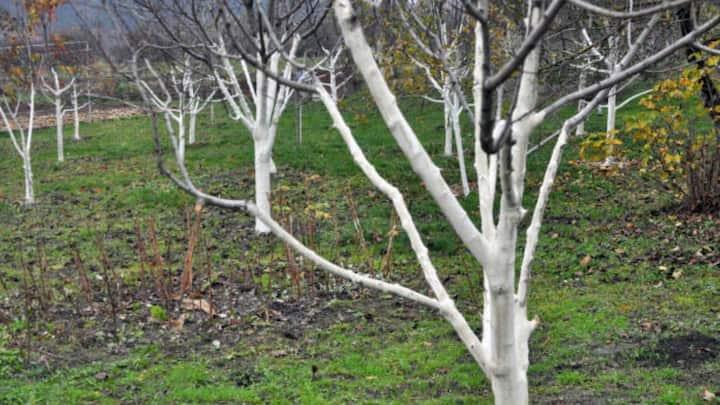 Generally fruit trees are painted white. Such as mango, apple, guava etc. Apart from this, ornamental trees are also painted white.