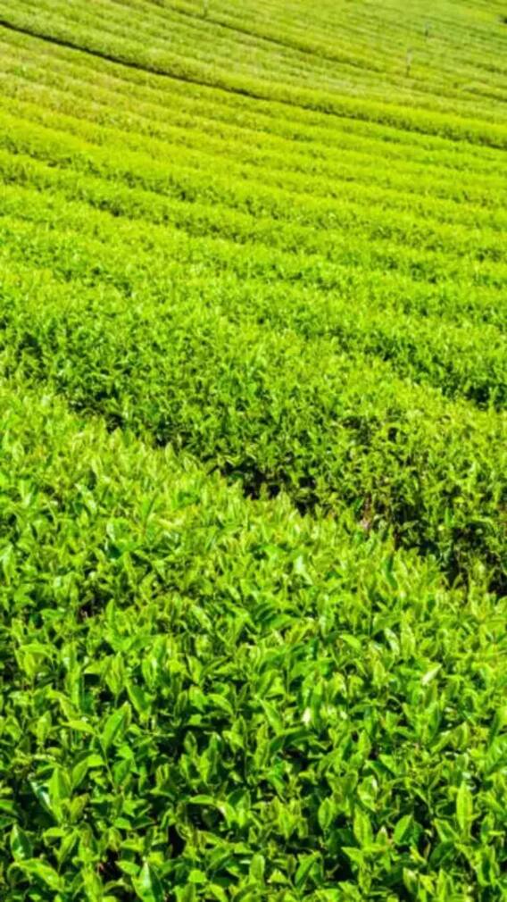 ये है बिहार का मिनी दार्जिलिंग?