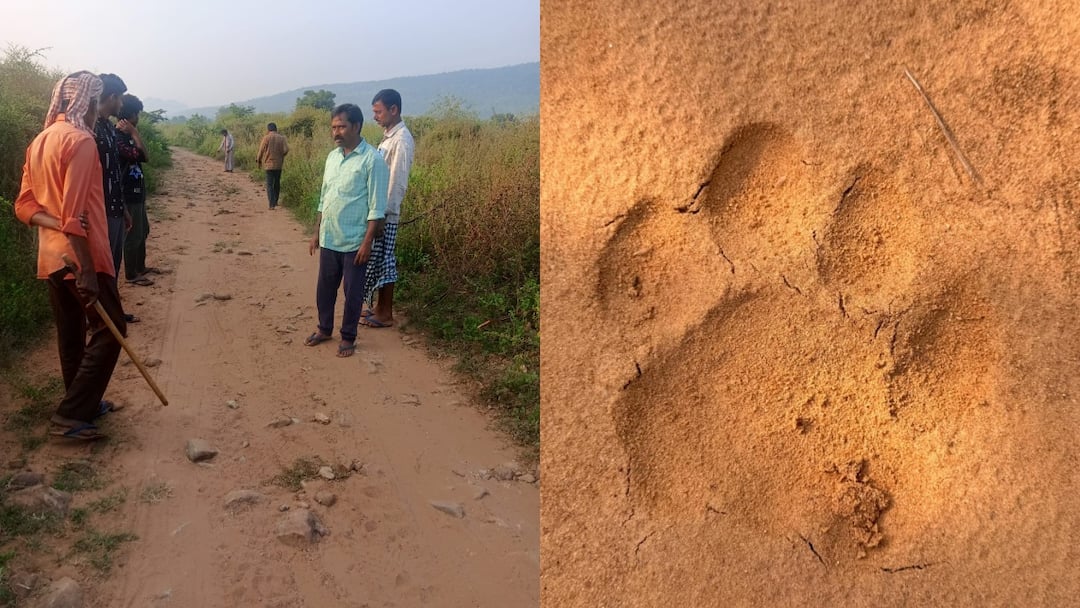 tiger migration in mancherial district Tiger Tension: మంచిర్యాల జిల్లాలో పెద్దపులి సంచారం - ఈ గ్రామాలకు అటవీ అధికారుల అలర్ట్