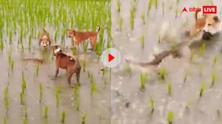 नेवले और कुत्तों के बीच छिड़ी जंग! वायरल हो रहे वीडियो में देखिए कौन किस पर पड़ा भारी