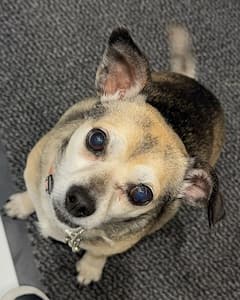 Priyanka Chopra's Week In Photos: Family Time, Festive Vibes, And Malti's Cuteness Overload