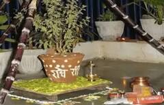 Tulsi Vivah 2024 Upay: તુલસી વિવાહના દિવસે આ એક વસ્તુનું કરો દાન, બદલાઈ શકે છે તમારુ નશીબ