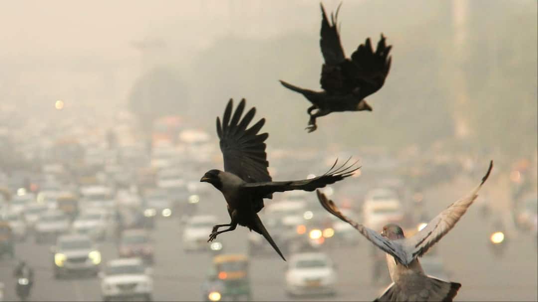 Haryana Weather: हरियाणा में मौसम ने फिर ली करवट, तापमान में गिरावट से रातें हुईं ठंडी, बारिश के भी आसार Haryana Weather Today 11 November IMD Forecast cold is being felt in Night Rain Alert Haryana Weather: हरियाणा में मौसम ने फिर ली करवट, तापमान में गिरावट से रातें हुईं ठंडी, बारिश के भी आसार