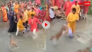 छठ पूजा में आए कुत्ते को लात मारना पड़ गया भारी, यूं बदला लेने पर उतर आए DOG साहब