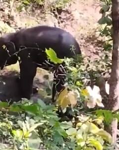 उदंती - सीतानदी टाइगर रिज़र्व में बम विस्फोट से हाथी का बच्चा घायल | ABP Shorts