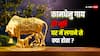 Vastu Tips: कामधेनु गाय की मूर्ति घर में रखने से क्या होता है?