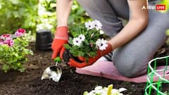 पेड़-पौधे लगाते समय हो जाएं सावधान, नहीं तो बढ़ सकता है इन 6 बीमारियों का खतरा