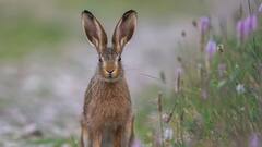 6 Animals That Change Colour In Winter
