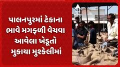 Banaskantha Farmer: પાલનપુરમાં ટેકાના ભાવે મગફળી વેચવા આવેલા ખેડૂતો મુકાયા મુશ્કેલીમાં