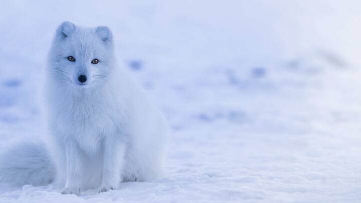 5. Arctic foxes: Arctic foxes are typically brownish gray in the summer and frosty white in the winter. The white coat helps them blend into the snow, so they can sneak up on small animals and hide from bigger predators like wolves. (Image source: Canva)