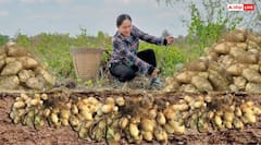 Dev Uthani Ekadashi 2024: देवउठनी एकादशी व्रत में क्यों खाई जाती है सुथनी