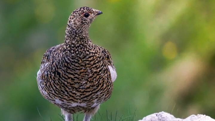 6. Ptarmigans: Ptarmigans are small birds that live in regions from the Arctic tundra to the boreal forests of North America and Eurasia. Ptarmigans are small birds that live in regions from the Arctic tundra to the boreal forests of North America and Eurasia. (Image source: Canva)