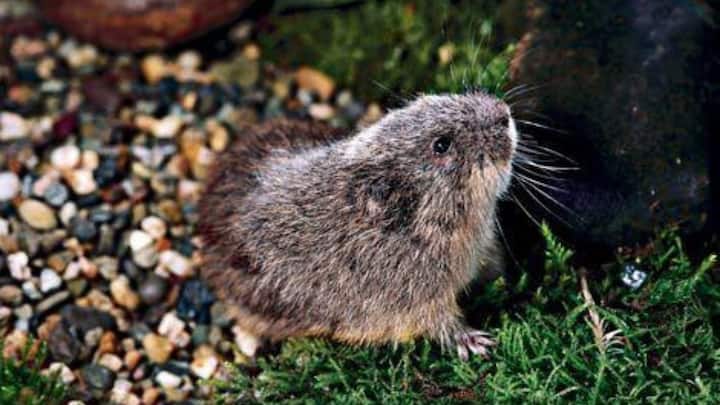 4. Collared lemmings: Collared lemmings are small animals that live in the cold Arctic. Lemmings in the genus Dicrostonyx, which comprises an indeterminate number of species, turn from brown or gray in the warmer months to white when the snows come. (Image source: Twitter/ marisslenoce)