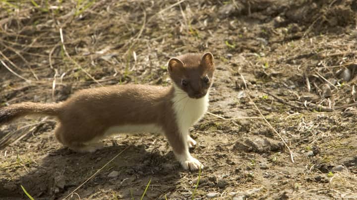 2. Weasel: The species best known for changing color is the ermine, also the name of its winter fur, which is white except for the black tip of the tail. The uniquely patterned fur was once used to trim the robes of royalty and clergy. (Image source: Canva)