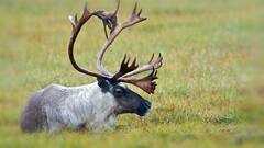 6 Animals That Change Colour In Winter