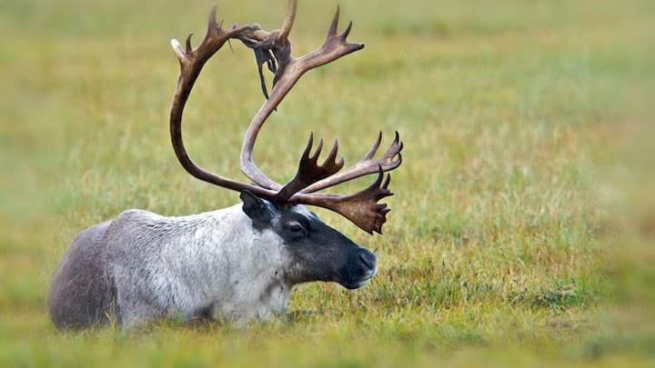 As winter is approaching, some animals undergo a remarkable transformation, swapping their summer hues for winter to survive and thrive in the cold.