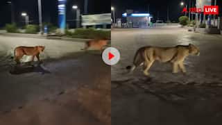 सड़क पर एक साथ निकला शेरों का पूरा गैंग! खतरनाक मंजर देख कांप जाएगी रूह, देखें वीडियो