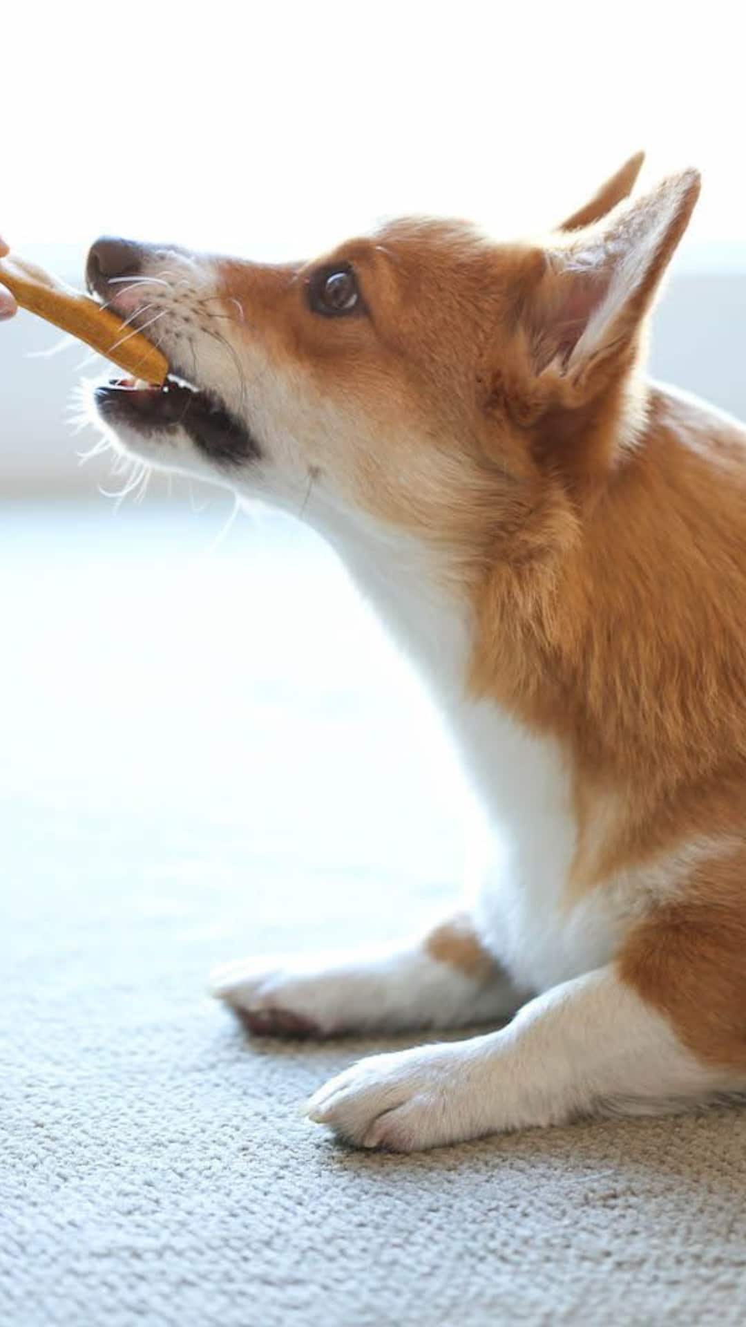 9 Winter Superfoods To Boost Your Pet’s Immunity 9 Winter Superfoods To Boost Your Pet’s Immunity