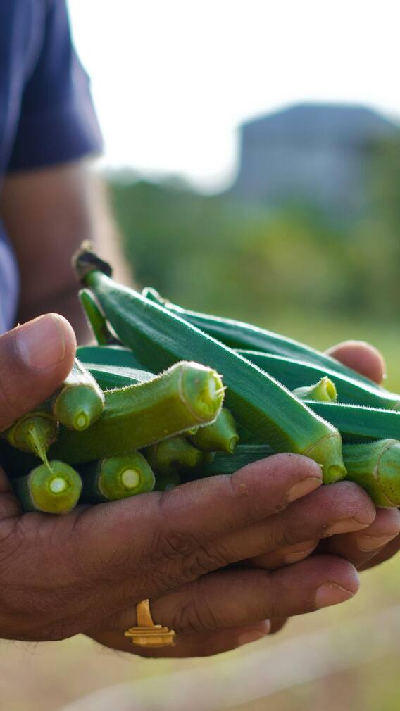 ભીંડાનું સેવન શરીરને આપે છે આ લાભ