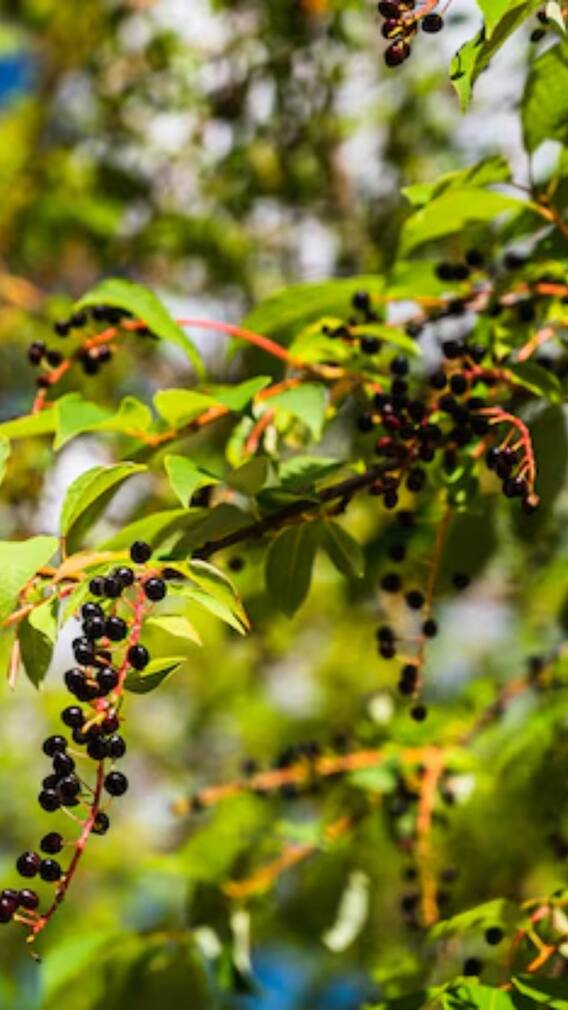 गमले में कैसे उगा सकते हैं काली मिर्च?