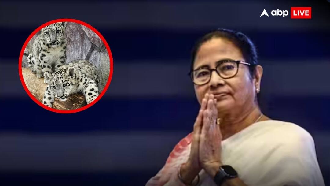 Mamata Banerjee: चार्मिंग और डार्लिंग... दार्जिलिंग चिड़ियाघर पहुंची मुख्यमंत्री ममता बनर्जी, हिम तेंदुए के शावकों का किया नामकरण cm mamata banerjee names two snow leopards in darjeeling Mamata Banerjee: चार्मिंग और डार्लिंग... दार्जिलिंग चिड़ियाघर पहुंची मुख्यमंत्री ममता बनर्जी, हिम तेंदुए के शावकों का किया नामकरण