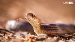 ਕੀ ਸੱਚਮੁੱਚ ਬਦਲਾ ਲੈਂਦੀ ਹੈ ਨਾਗਿਨ ? ਜਾਣੋ ਸੱਚਾਈ