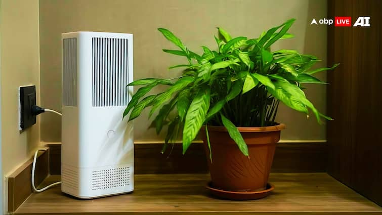 Bring these five plants home instead of expensive air purifiers, there will be no problem