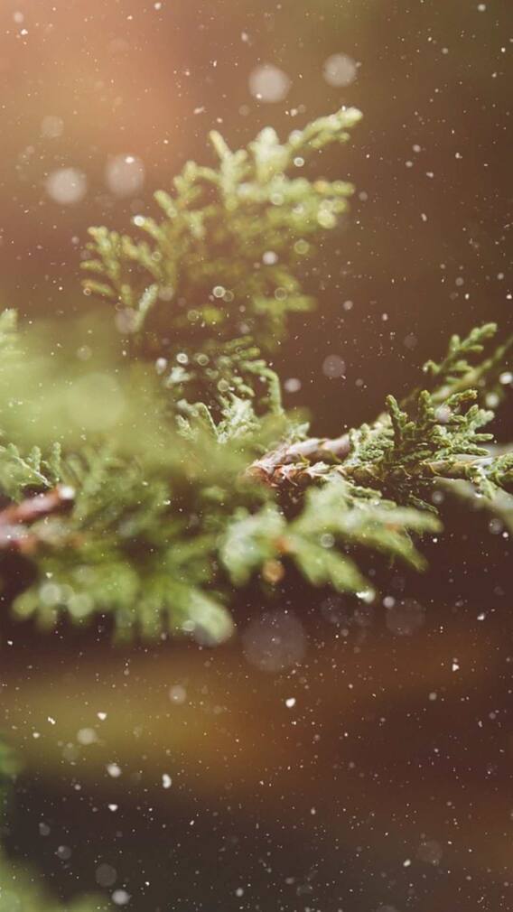 सर्दियों में रोजाना खाएं ये चीज, इम्यूनिटी रहेगी बूस्ट