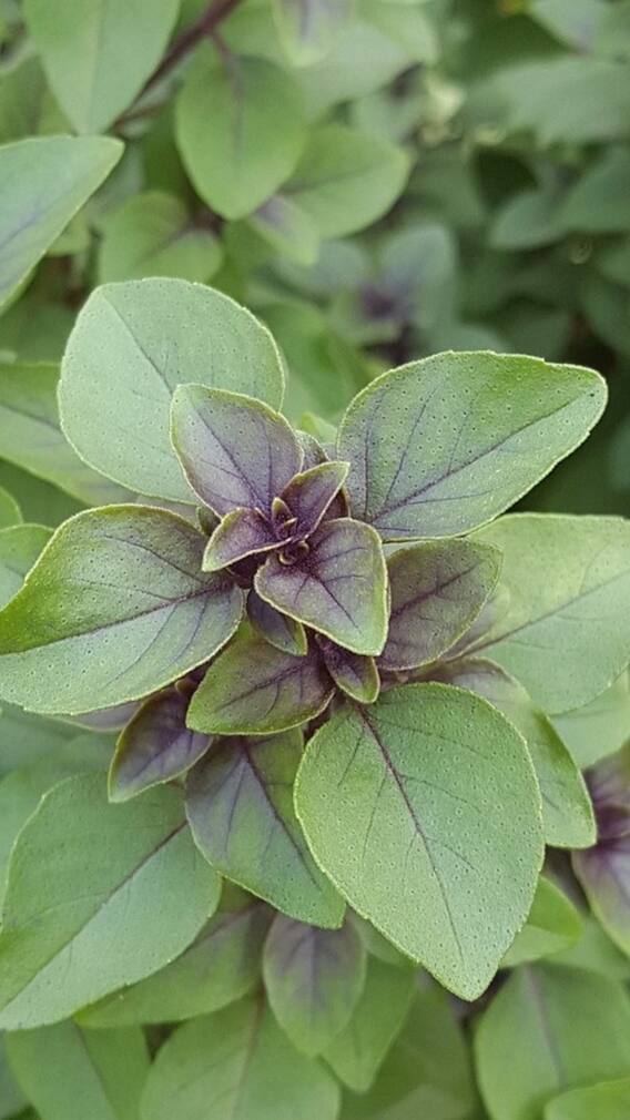 तुलसी के पत्तों से भी बिगड़ सकती है आपकी सेहत?