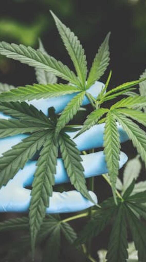 గంజాయిని లీగల్​గా వినియోగించే దేశాలివే