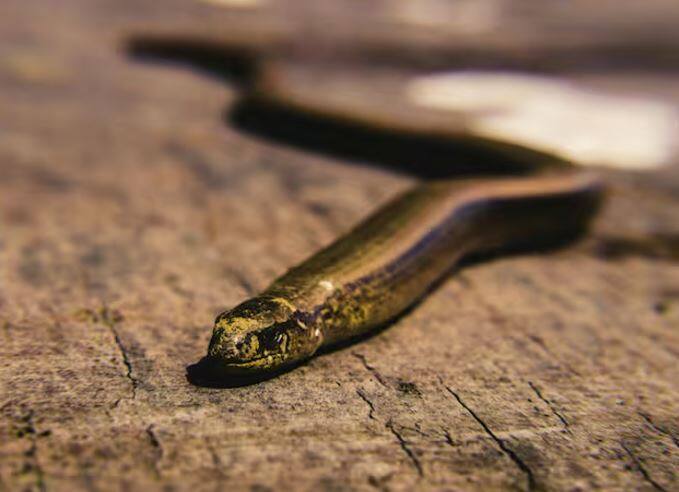 ਇਸ ਤੋਂ ਇਲਾਵਾ, ਸੱਪ ਇੱਕ ਦੂਜੇ ਨਾਲ ਸੰਚਾਰ ਕਰਨ ਲਈ ਫੇਰੋਮੋਨਸ ਦੀ ਵਰਤੋਂ ਕਰਦੇ ਹਨ। ਜਦੋਂ ਸੱਪ ਨੂੰ ਮਾਰਿਆ ਜਾਂਦਾ ਹੈ ਤਾਂ ਇਹ ਕੁਝ ਕਿਸਮ ਦੇ ਫੇਰੋਮੋਨਸ ਛੱਡਦਾ ਹੈ। ਇਹ ਫੇਰੋਮੋਨਸ ਦੂਜੇ ਸੱਪਾਂ ਨੂੰ ਸੰਕੇਤ ਦਿੰਦੇ ਹਨ ਕਿ ਖ਼ਤਰਾ ਹੈ।