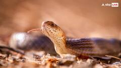 क्या वाकई में बदला लेती है नागिन? जान लीजिए आखिर क्या है सच