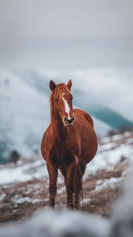 किन जानवरों को नहीं लगती है ठंड?