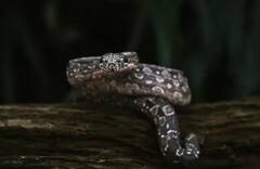 ਕੀ ਸੱਚਮੁੱਚ ਬਦਲਾ ਲੈਂਦੀ ਹੈ ਨਾਗਿਨ ? ਜਾਣੋ ਸੱਚਾਈ