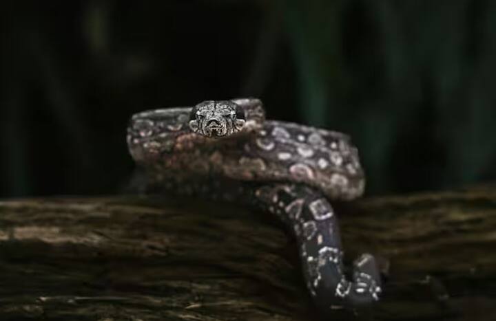 ਸੱਪਾਂ ਦੀ ਯਾਦਦਾਸ਼ਤ ਬਹੁਤ ਮਾੜੀ ਹੁੰਦੀ ਹੈ। ਉਹ ਮੁੱਖ ਤੌਰ 'ਤੇ ਆਪਣੀਆਂ ਇੰਦਰੀਆਂ 'ਤੇ ਨਿਰਭਰ ਕਰਦੇ ਹਨ। ਉਹ ਕਿਸੇ ਵੀ ਵਿਅਕਤੀ ਨੂੰ ਪਛਾਣਨ ਜਾਂ ਯਾਦ ਕਰਨ ਦੇ ਯੋਗ ਨਹੀਂ ਹਨ।