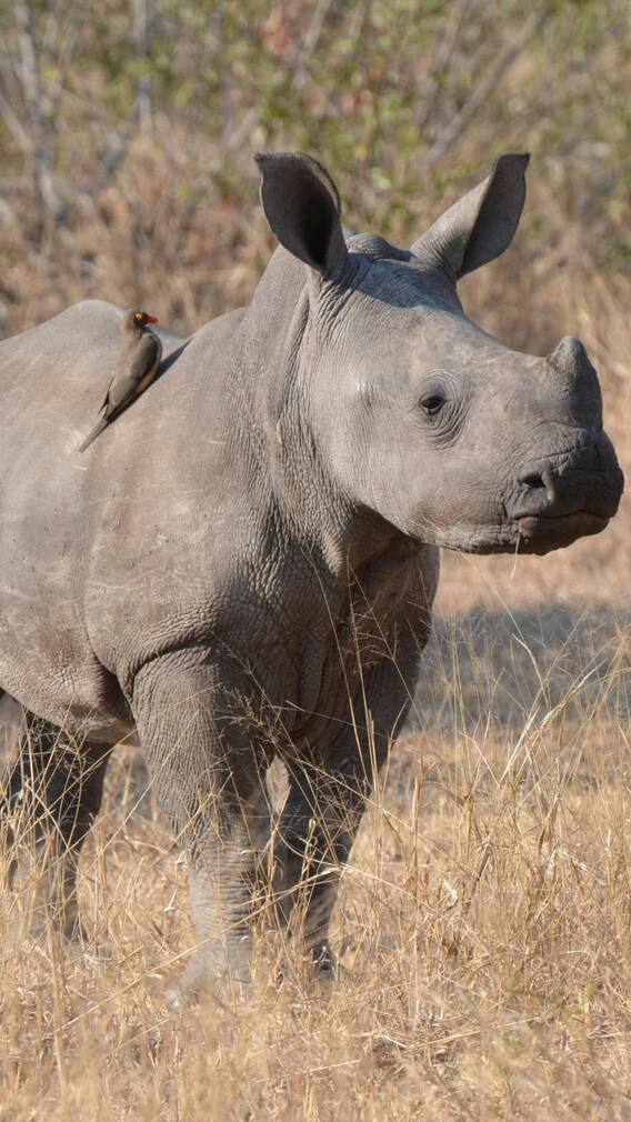 गुवाहाटी में 10 साल बाद गैंडे का जन्म, जानिए क्यों कह रहे सब यह अद्भुत