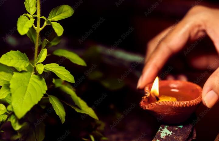 वास्तुशास्त्रानुसार, घरामध्ये तुळशीचं रोप असेल तर त्याजवळ तुपाचा दिवा लावावा. यामुळे तुळशीमातेचा आशीर्वाद मिळतो आणि घरात सुख-समृद्धी येते.